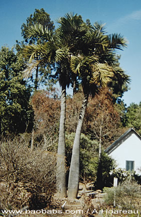 Palme,Palme tropicali,Palma